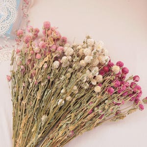 Pode incluir: Um buquê de flores secas de amaranto globoso com uma mistura de flores esféricas rosa claro, branco creme e magenta profundo em longos caules finos de cor verde claro. Os caules secos são esguios e texturizados, sustentando as flores.
