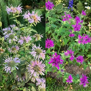 100 bibalsamfrön | Vild bergamott flerårig blomma | Organisk pollinatorträdgård Icke-GMO