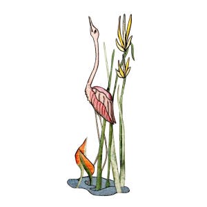 May include: A pink flamingo stands in a marsh with green reeds and yellow flowers. The flamingo is looking up and has its neck stretched out.