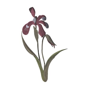 May include: Watercolor illustration of a maroon iris flower with green leaves and stems. The flower has dark maroon petals with white and gray accents. The leaves are long and pointed, and the stems are slender. The background is white.