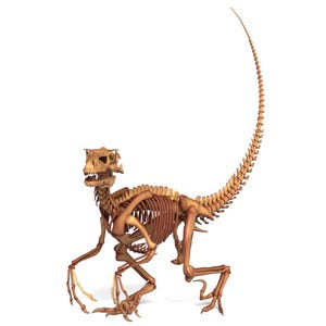Puede incluir: Esqueleto de dinosaurio detallado, de color marrón claro, sobre un fondo blanco. El esqueleto está posicionado en una postura dinámica, con su larga cola extendida y garras visibles. El cráneo y la caja torácica del dinosaurio están claramente definidos.