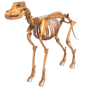 Könnte beinhalten: Detaillierte anatomische Illustration eines Hundeskeletts, in einem warmen Beigeton dargestellt. Die Skelettstruktur ist vollständig und zeigt Schädel, Brustkorb, Wirbelsäule und Gliedmaßen vor einem sauberen weißen Hintergrund.