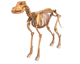 Esqueleto de perro: modelo 3D realista de esqueleto animal (listo para videojuegos / alto nivel de detalle)