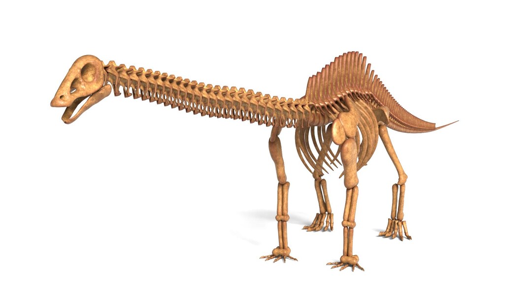 Brontosaurus Rigged Skeleton – Realistic 3D Dinosaur Model (game Ready ...
