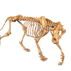 Könnte beinhalten: Detailliertes, hellbraunes Tierskelett, möglicherweise eine große Katze oder ein Hund, in einer Untersicht dargestellt. Die Skelettstruktur ist vollständig, mit sichtbaren Rippen, Wirbelsäule und Schädel, vor einem schlichten weißen Hintergrund.