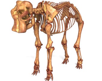 Elefantskelett – Realistisk 3D-djurskelettmodell (Spelklar / Hög detaljrikedom)