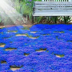 May include: A garden bed covered in a dense carpet of small, blue flowers. A wooden bench and a wrought-iron chair are in the background. The flowers create a striking visual effect, with patches of earth visible between them, creating a natural pathway.