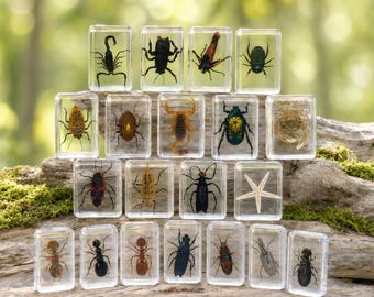 26 Real Insect Resin Specimen, Clear Spider Scorpion Wasp Beetle Block, Biology Teaching Natural History Decor