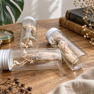 Op de afbeelding: Drie doorzichtige glazen flesjes met zilveren schroefdoppen, elk met een gedroogd, lichtbruin wortelspecimen met zichtbare vezelige ranken. De flesjes zijn horizontaal en verticaal gerangschikt en tonen de textuur van de wortels.