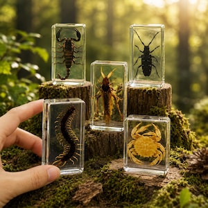 Puede incluir: Colección de insectos y artrópodos preservados en bloques de resina transparente. Incluye un escorpión, un escarabajo, un saltamontes, un ciempiés y un cangrejo. Se exhiben sobre una superficie de madera musgosa, con un fondo de bosque natural.