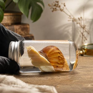 May include: A clear glass jar with a silver metal screw-top lid containing a large, spiralled snail shell with a cream-coloured body and a brown, patterned shell. The jar is held horizontally, showcasing the detailed texture of the snail specimen.