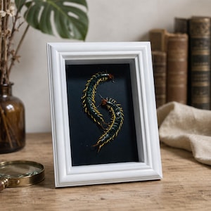 May include: A white rectangular shadow box frame containing two preserved centipedes arranged in an S-shape against a black background. The centipedes feature dark green segmented bodies with numerous yellow legs and reddish-brown heads.