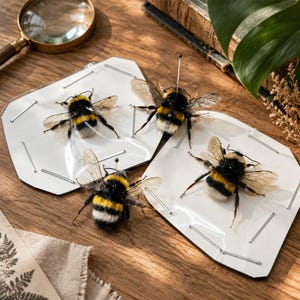 Puede incluir: Tres abejorros preservados con cuerpos difusos negros y amarillos y alas translúcidas, cada uno montado sobre una tarjeta hexagonal blanca con alfileres plateados que aseguran las alas y el cuerpo, exhibidos como especímenes de estudio.