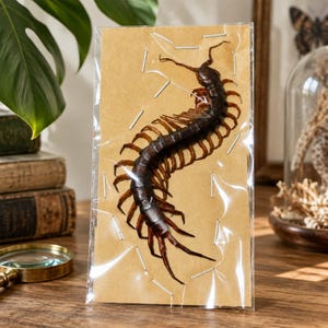 May include: A preserved dark brown centipede specimen mounted on a rectangular piece of light brown kraft paper. The centipede is secured with small silver staples and encased in a clear plastic sleeve, displaying its many legs and segments.