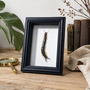 May include: A preserved centipede specimen displayed inside a rectangular black wooden frame. The centipede has a dark blue, segmented body with numerous pale yellow legs and a reddish-brown head, mounted against a plain white background.