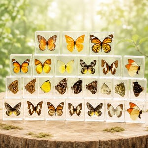 May include: A collection of twenty-three clear acrylic blocks, each containing a preserved butterfly specimen. The butterflies display a variety of wing patterns and colours, including orange, yellow, brown, black, and white, arranged in a pyramid.