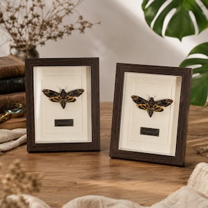 May include: Two rectangular dark wood frames containing preserved death's-head hawkmoth specimens. Each moth features dark brown and yellow patterned wings, mounted on a cream-coloured background with a small black label below the insect.