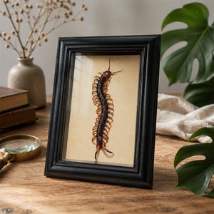 May include: A black wooden shadow box frame containing a preserved centipede specimen. The centipede has a dark brown, segmented body with numerous light brown legs and is displayed against a plain, light beige background inside the frame.