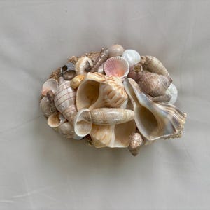 May include: A cluster of various seashells in shades of beige, tan, and pink, arranged together. The shells vary in size and shape, creating a textured, natural aesthetic. Some shells are open, revealing their inner surfaces.