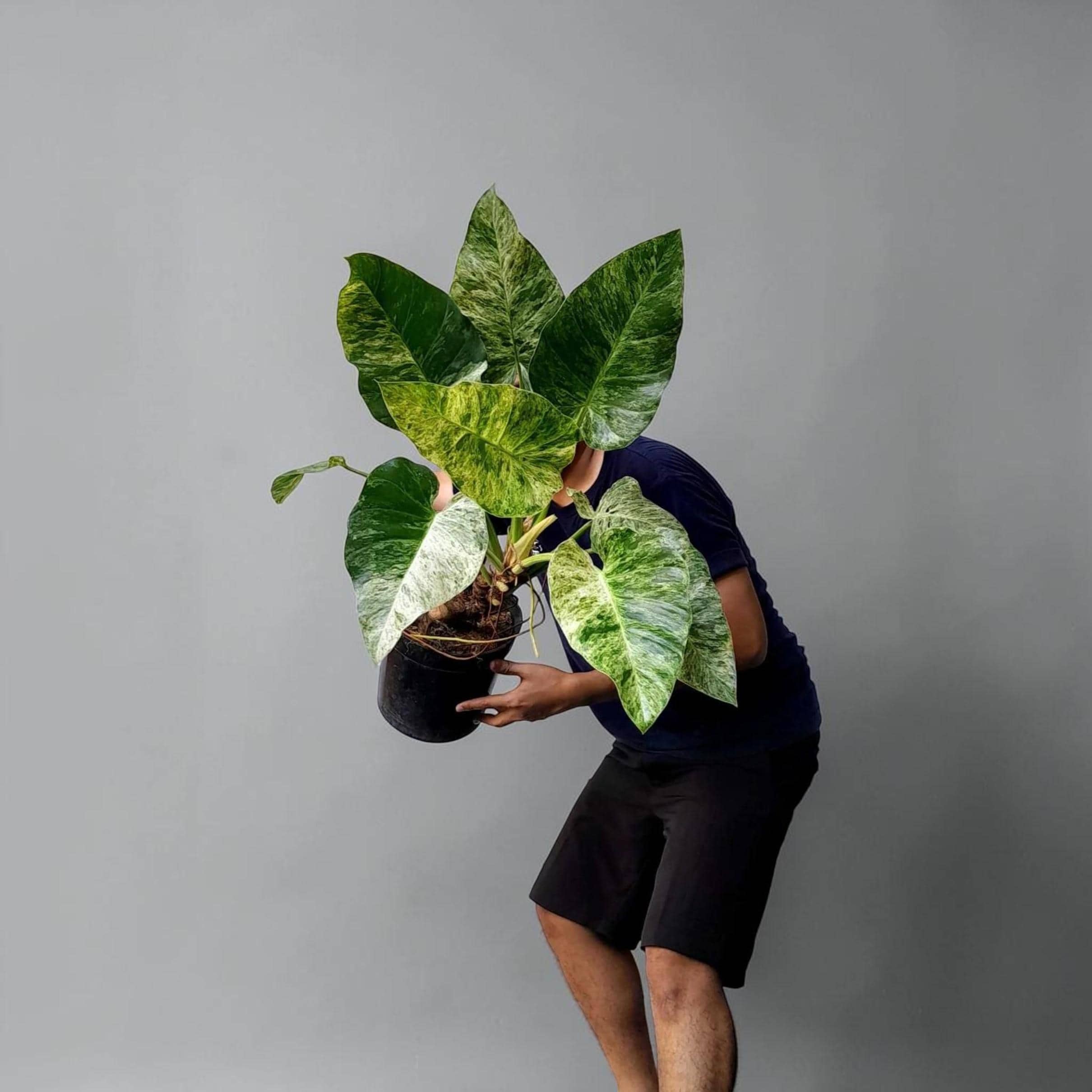 Epipremnum giganteum variegated - Etsy 日本
