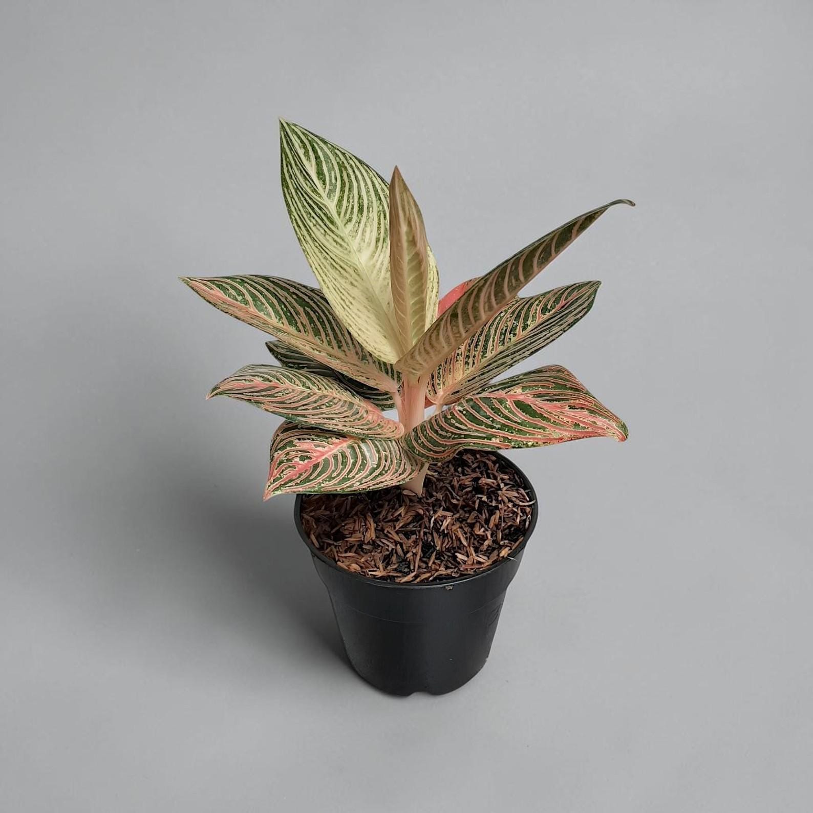 Aglaonema Golden Hope - Etsy