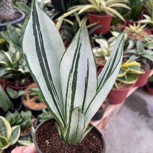 Sansevieria - Etsy 日本