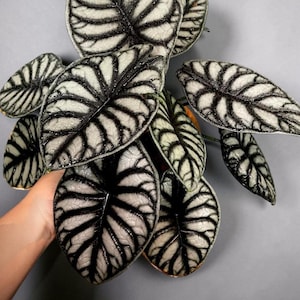 Puede incluir: Una planta Alocasia baginda 'Silver Dragon' con hojas en forma de corazón, una superficie de color gris plateado metálico y venas prominentes y profundamente marcadas de color verde oscuro a negro. El follaje tiene una textura coriácea.