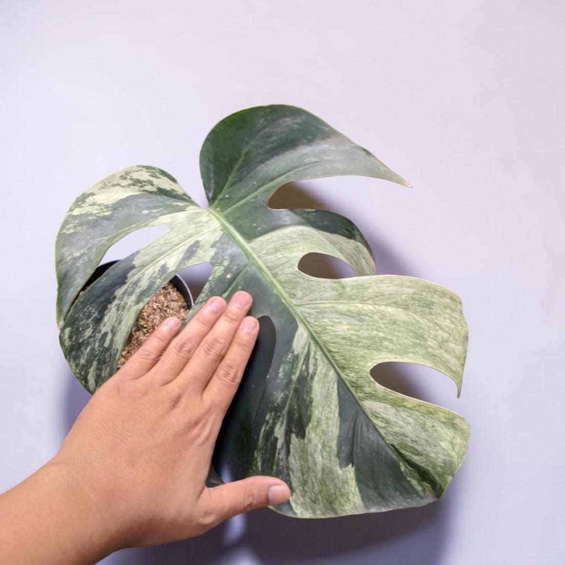 Monstera mint noid jungle mint - Etsy 日本