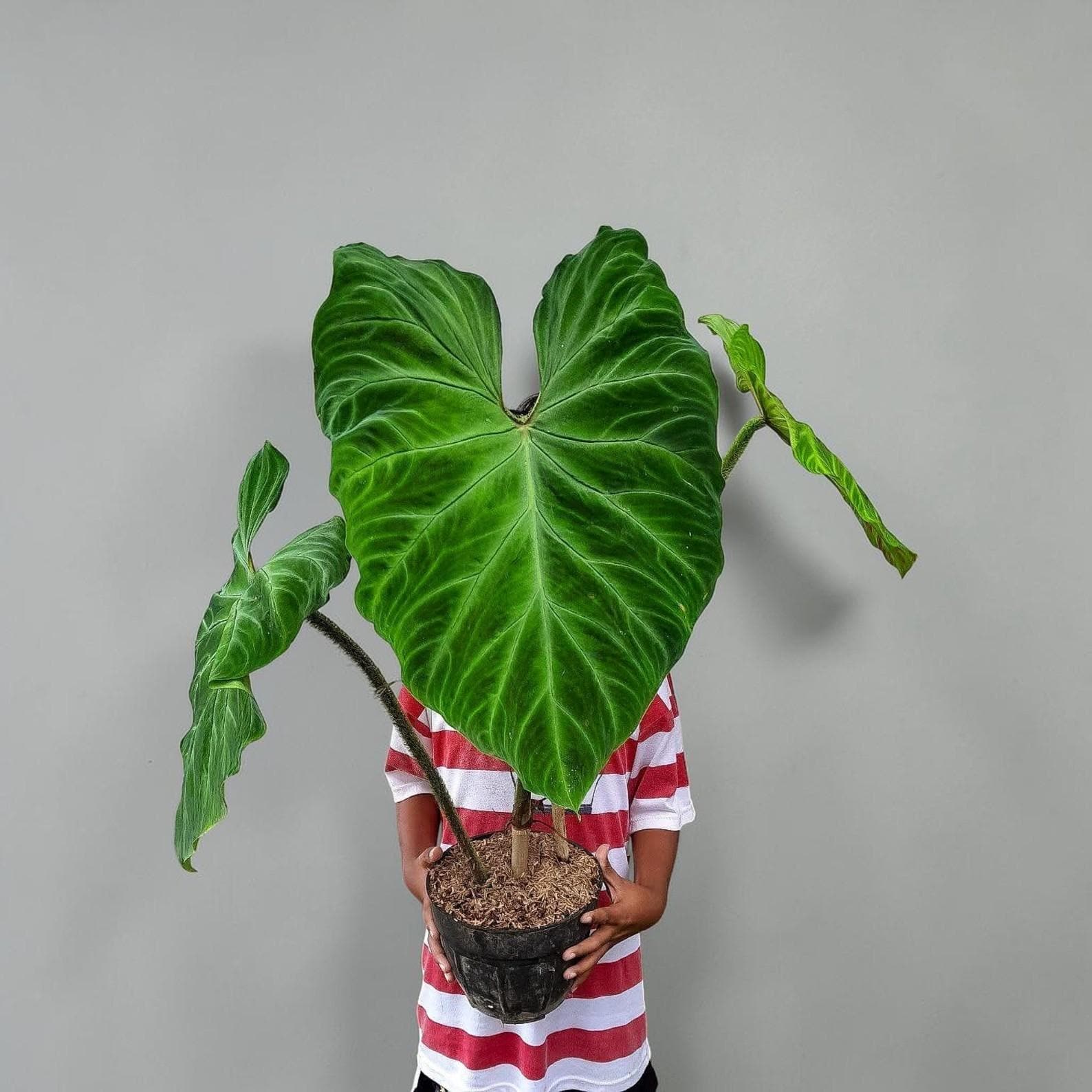 Angela philodendron - Etsy 日本