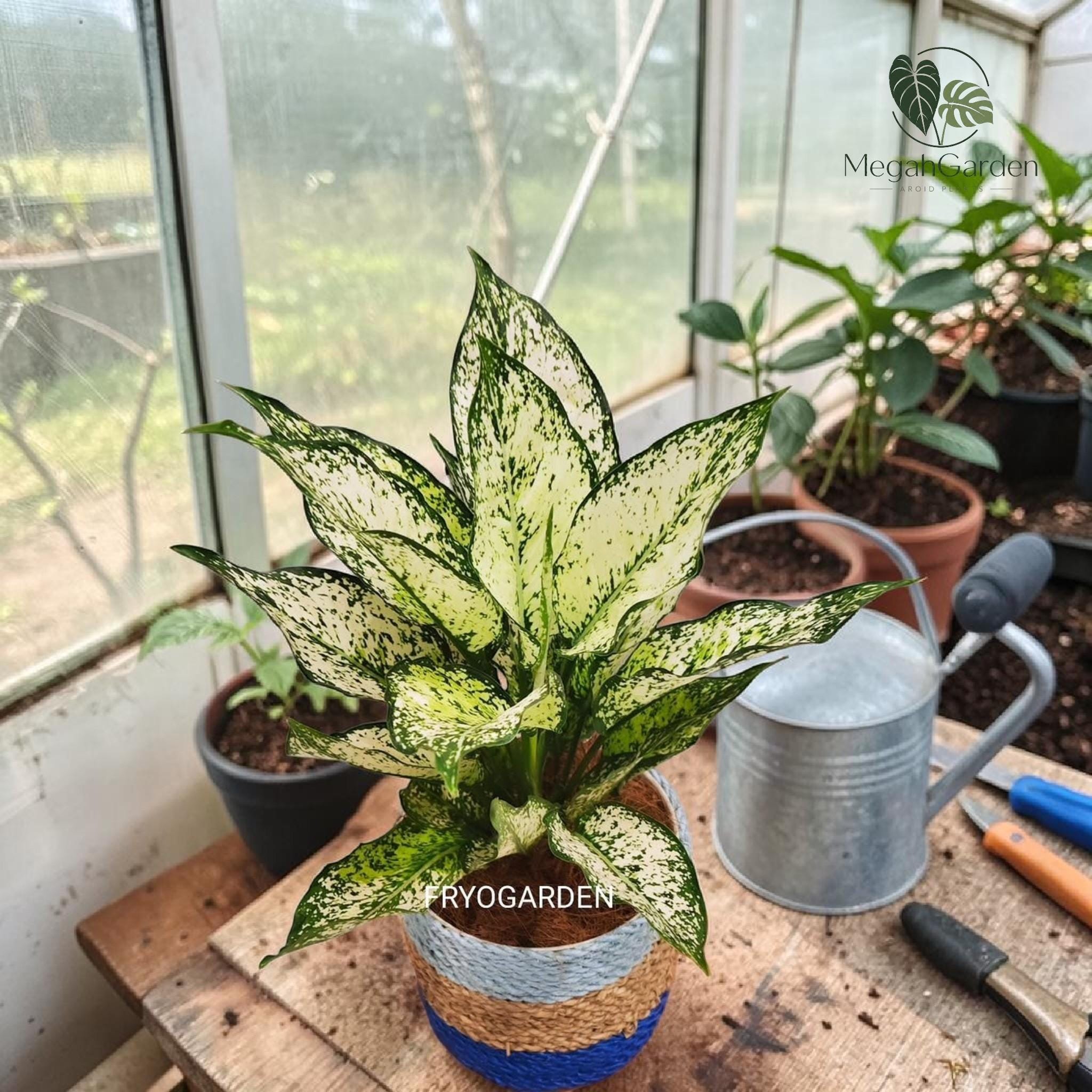 Monstera green snow - Etsy 日本