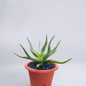 May include: A Sansevieria plant with long, pointed, variegated green and yellow leaves radiating outward from the center. The plant is potted in a terracotta-colored plastic container filled with dark, porous volcanic rock soil.