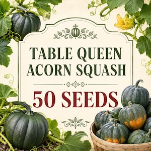 Peut inclure: Une étiquette de sachet de graines avec le texte TABLE QUEEN ACORN SQUASH 50 SEEDS. Le design présente des illustrations de courges gland vert foncé, des feuilles vertes, des fleurs jaunes et un panier de courges dans le coin inférieur droit.