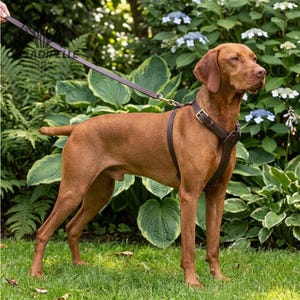Puede incluir: Un perro marrón con un arnés y correa de cuero marrón está en un jardín. El perro tiene pelo corto de color marrón rojizo y posa frente a un exuberante follaje verde y flores blancas y azules. El arnés tiene un cierre de hebilla.