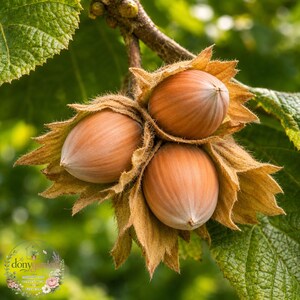 May include: Three ripe hazelnuts with smooth, light brown shells, each partially encased in a jagged, fibrous, tan-colored husk. The nuts are clustered together on a thin branch, surrounded by textured green leaves with visible veins and serrated edges.
