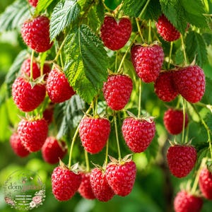 May include: A cluster of ripe, bright red raspberries hanging from green stems with serrated leaves. The berries have a textured, bumpy surface. A circular logo with the text 'dony garden' and floral illustrations is in the bottom left corner.