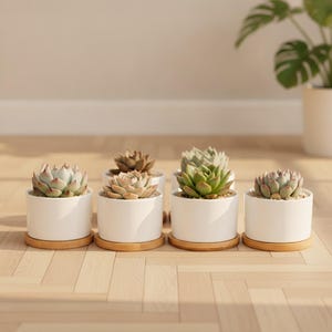 Peut inclure: Quatre petites plantes succulentes dans des pots cylindriques en céramique blanche, chacune reposant sur une soucoupe ronde en bambou. Les succulentes présentent des nuances de vert, de gris et de brun, avec des feuilles charnues en rosette.