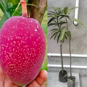 Miyazaki röd mangoplanta | Sällsynt ympat japanskt fruktträd för trädgården Ceylon