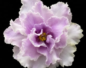 African Violet RM-Emilia - РМ-Эмилия Starter Plant | Rare Smoky Lilac Double Ruffled Collectible Saintpaulia Gift