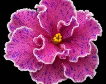 African Violet Yan-Tornado - Ян-Торнадо Starter Plant | Standard | Rare Collectible Pink Fantasy Variegated Saintpaulia Gift
