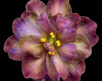 African Violet KZ-Little Forest Spirit - KZ-Лесовичок Starter Plant | Rare Collectible Fantasy Saintpaulia Live Plant Gift