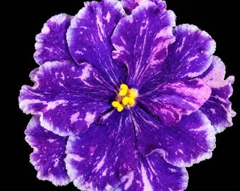 African Violet AV-Diamond Smoke - АВ-Бриллиантовый Дым Starter Plant | Standard | Collectible Saintpaulia