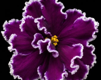 African Violet LE-Noir - ЛЕ-Нуар Starter Plant | Rare Dark Purple White Edge Variegated Saintpaulia Gift