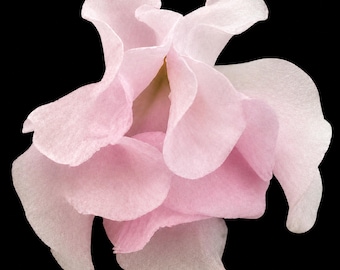 African Violet DS-Gardens of Love - DS-Сады Любви Starter Plant | Semimini | Collectible Saintpaulia