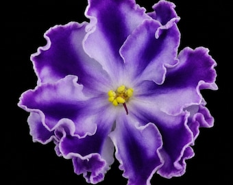 African Violet NiL-Deep River - НіЛ-Глибочиця Starter Plant | Rare Purple White Ruffled Collectible Saintpaulia Gift