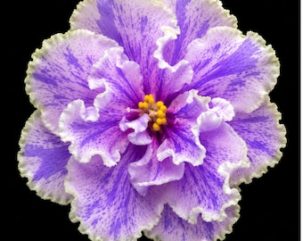 African Violet NK-Fashionable Spring - НК-Модна Весна Variegated Starter Plant | Standard | Collectible Saintpaulia
