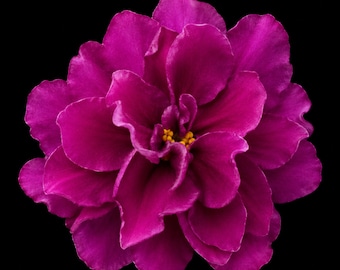 African Violet EK-Autumn Dahlias - ЕК-Осенние Георгины Starter Plant | Rare Purple Double Saintpaulia Gift
