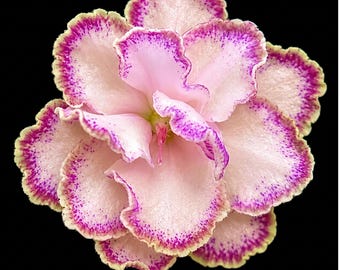 African Violet AV-Cappuccino AB-Kapuchino Starter Plant | Rare Collectible Pink Double Star Saintpaulia Gift