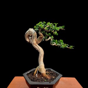 May include: A bonsai tree in a black hexagonal pot with the text "套 英" in white. The tree has a light brown trunk and small green leaves. The background is black, and the pot sits on a wooden surface.
