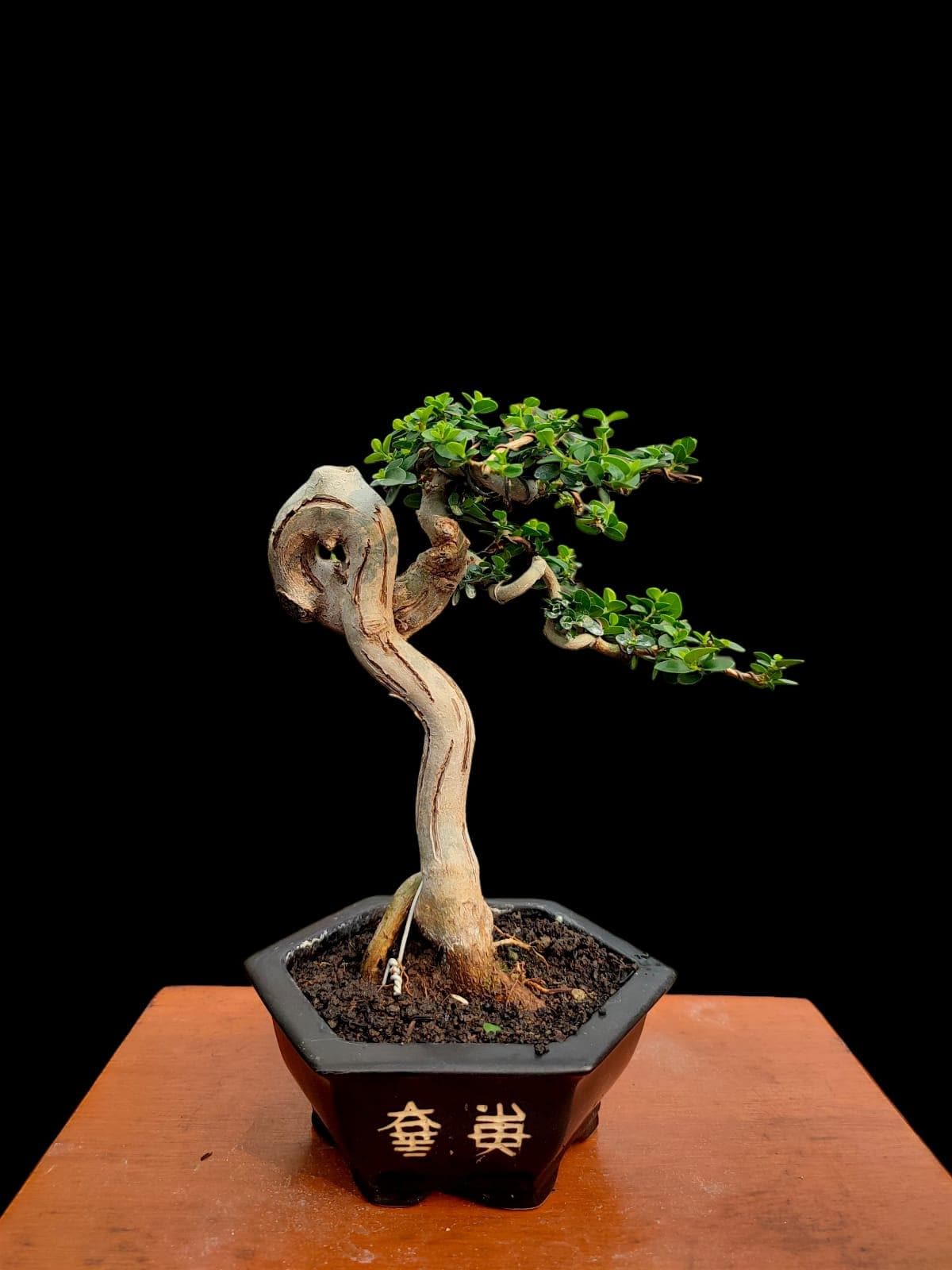 procumbens nana bonsai Juniper procumbens 'nana' – Lucky Bonsai main image 0