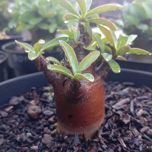 May include: A small potted plant with a thick, reddish-brown trunk and green leaves. The plant has water droplets on its leaves, suggesting recent watering. The plant is surrounded by dark mulch.